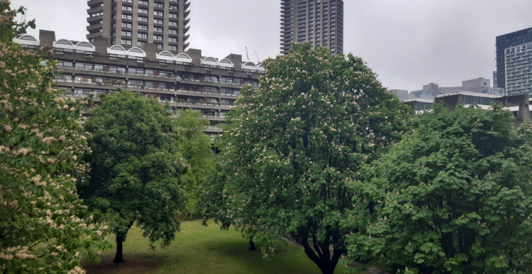 Barbican tree