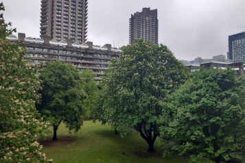 Barbican tree